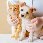 Assaí atacadista oferece plano de saúde para cães e gatos